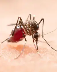 Dengue, Zika e Chikungunya podem ser diagnosticadas em poucos dias através de exames laboratoriais