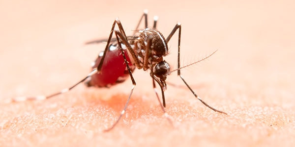 Dengue, Zika e Chikungunya podem ser diagnosticadas em poucos dias através de exames laboratoriais